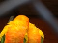 Parrots Lovebirds Ã¢â¬â moving parrots of small size. Yellow-orange bright color. Sit on the hearth together arm in arm